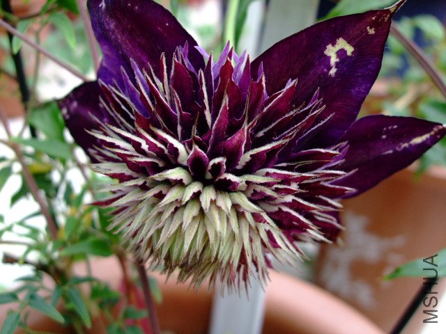 DSCF0199.JPG