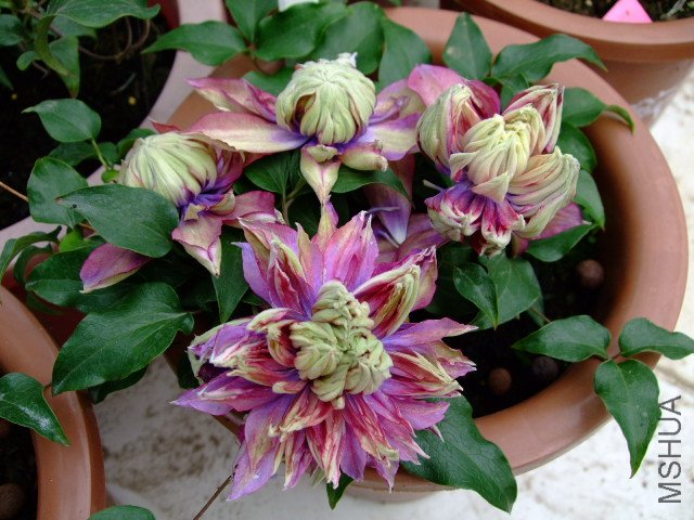 DSCF0201.JPG