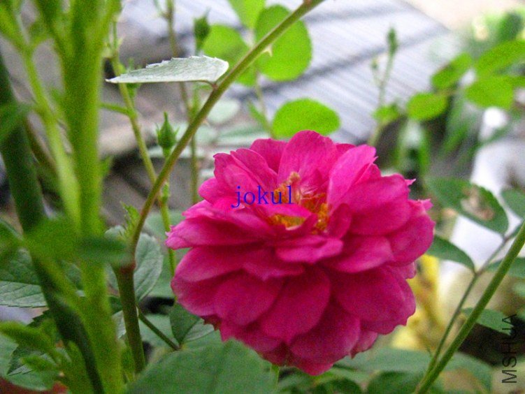 ��Ƭ 090_����.jpg