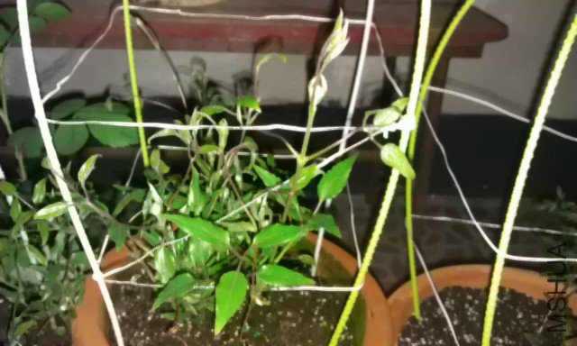 IMAG0161.jpg