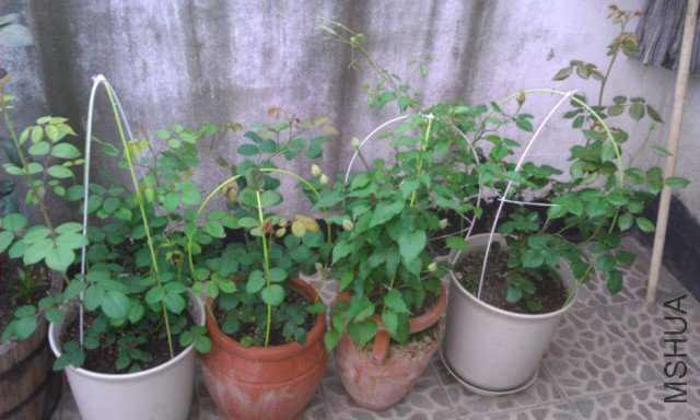 IMAG0193.jpg