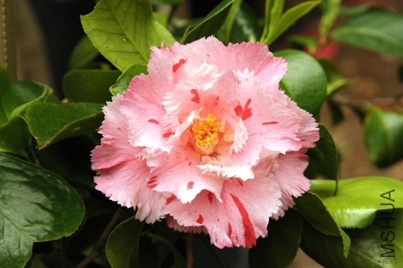 DSC_2159-SS.jpg