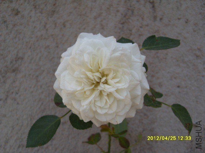 pic001.JPG