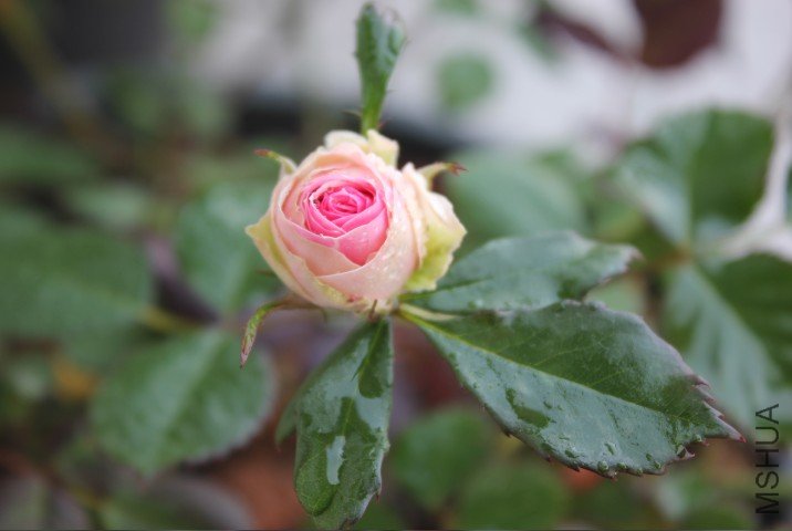 EX6(7N3L028}`P@%2]00PX8.jpg