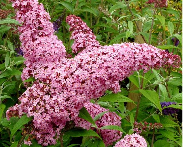�ۻ���������� BUDDLEJA davidii Pink delight.jpg