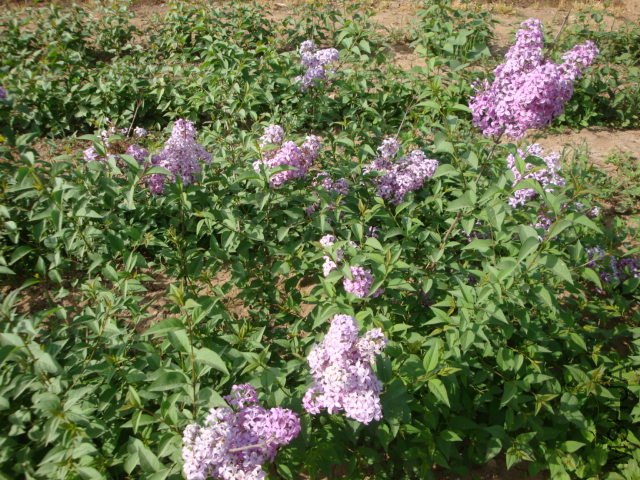 DSC00155.JPG