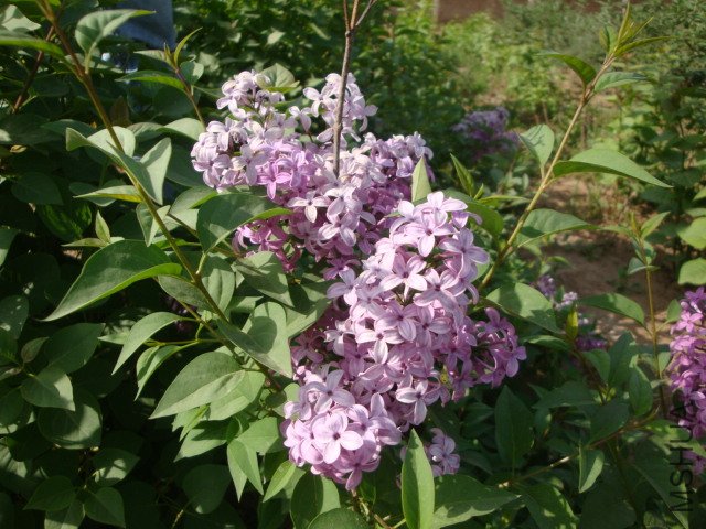 DSC00138.JPG