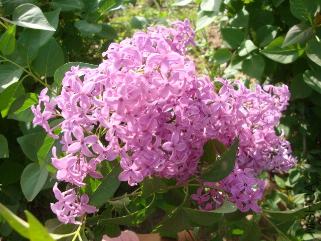 DSC00145.JPG