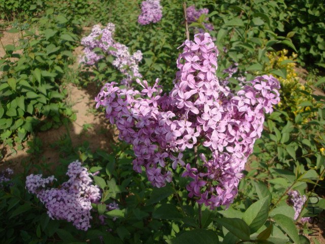 DSC00148.JPG