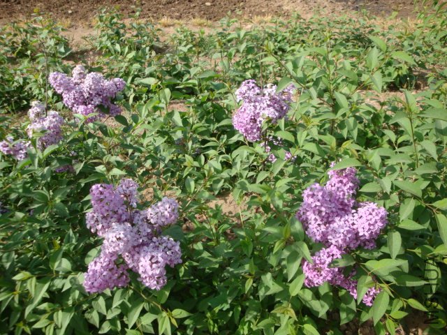 DSC00156.JPG