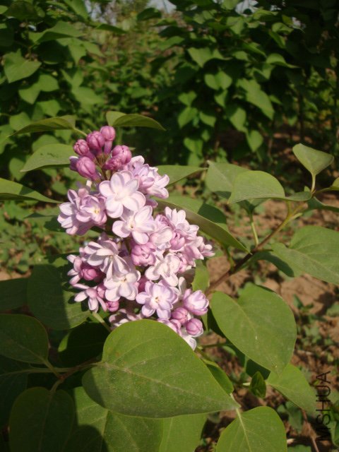 DSC00158.JPG
