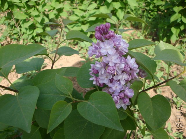 DSC00160.JPG