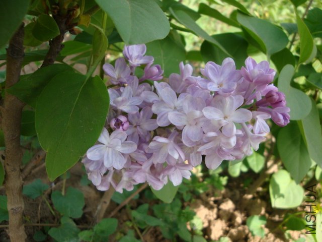 DSC00165.JPG
