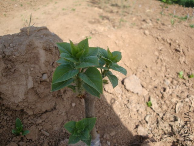 DSC00117.JPG