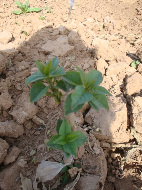 DSC00119.JPG