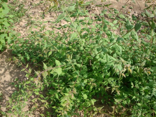 DSC00201.JPG