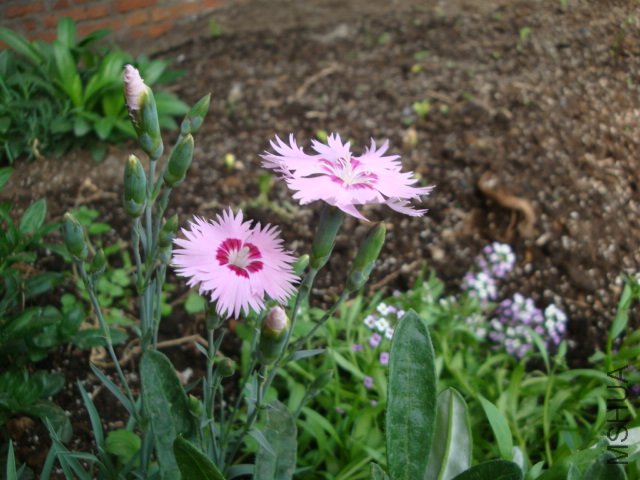 DSC00213.JPG