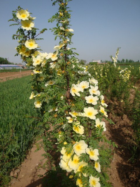 DSC00126.JPG