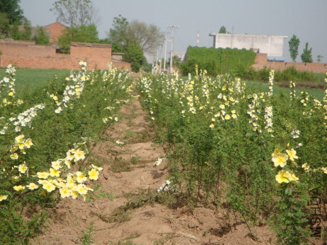 DSC00132.JPG