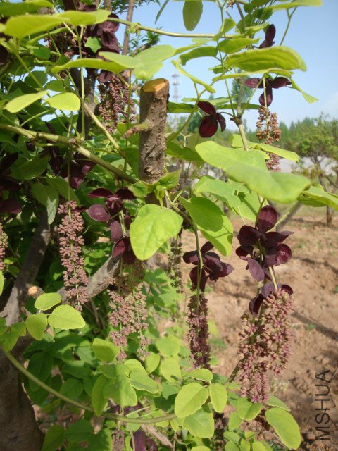 DSC00235.JPG