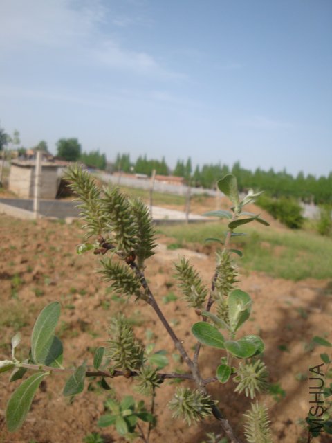 DSC00248.JPG
