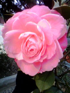 20120326_0810_0.jpg