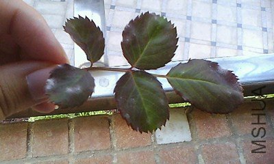 IMG0877A_A.jpg