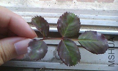 IMG0878A_A.jpg