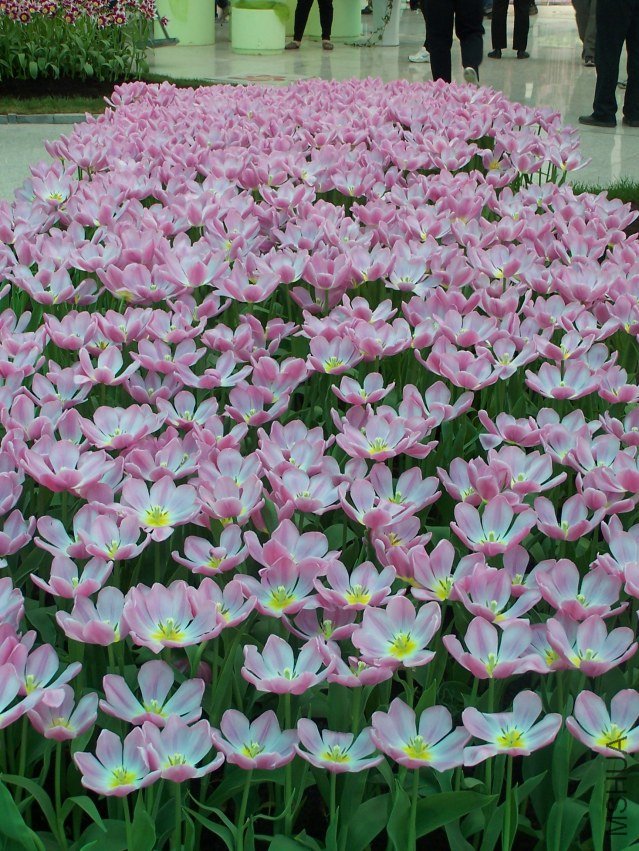 100_4874.JPG