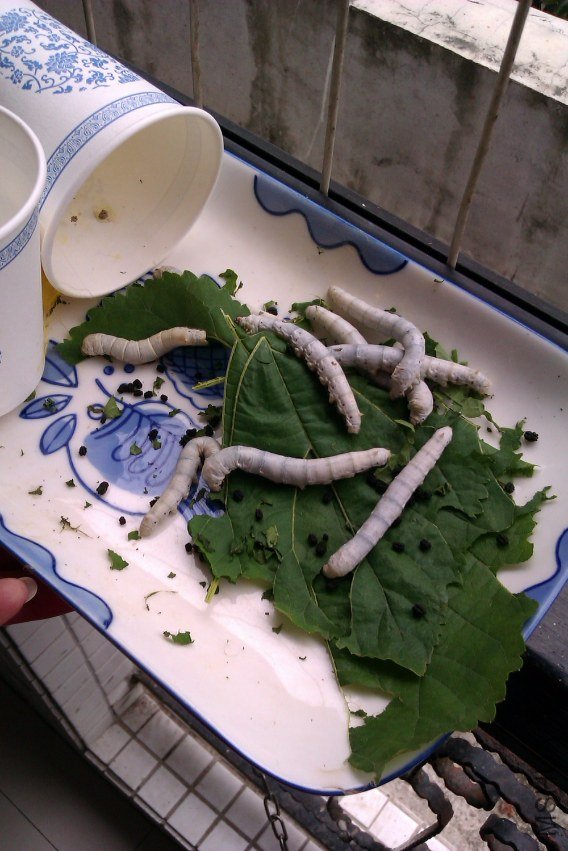 IMAG0242.jpg