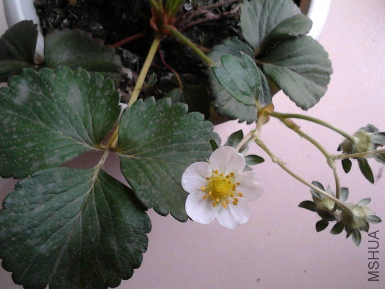��ݮ��