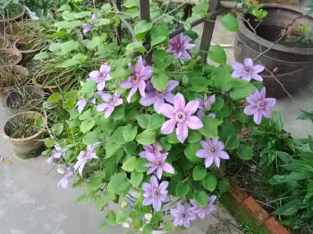 IMG_20120423_071232.jpg