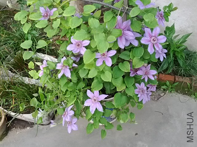 IMG_20120423_071237.jpg