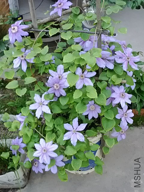 IMG_20120426_170441.jpg