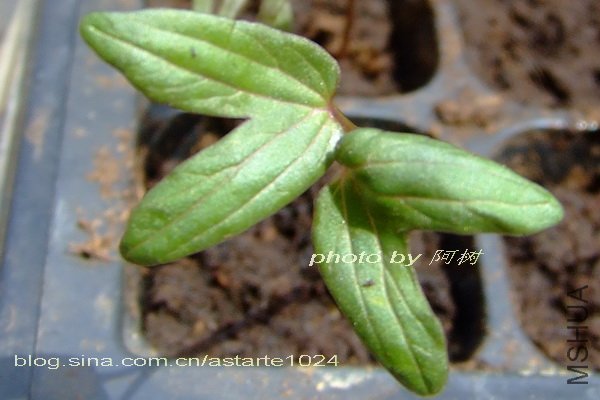 ��Ҷ��� ��Ҷ.jpg