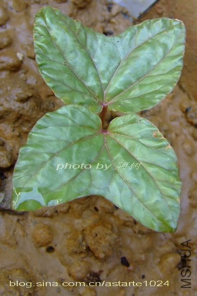 ��ɫ�¹�ţ ��Ҷ 2.jpg