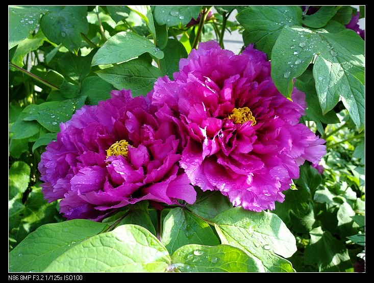 nEO_IMG_A12 025.jpg