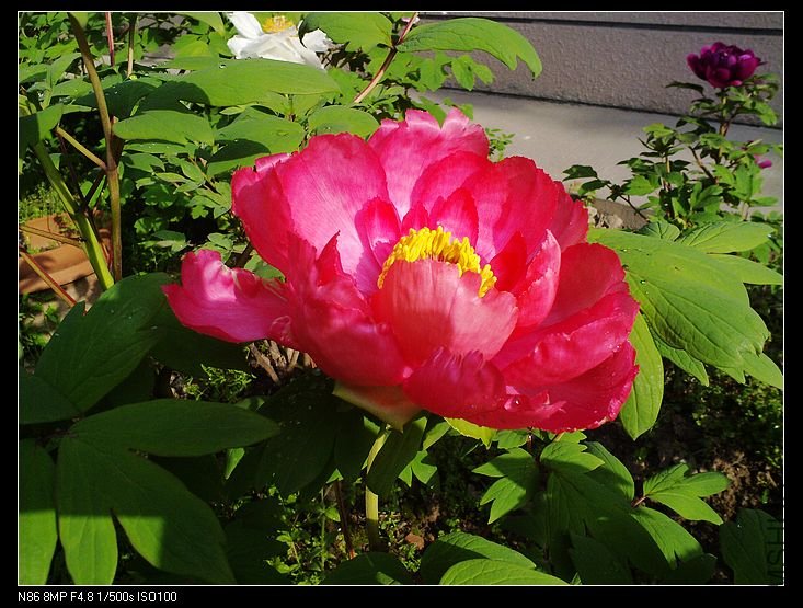 nEO_IMG_A12 032.jpg
