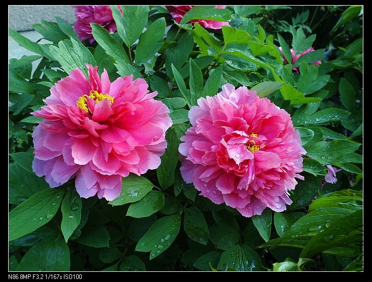 nEO_IMG_A12 042.jpg