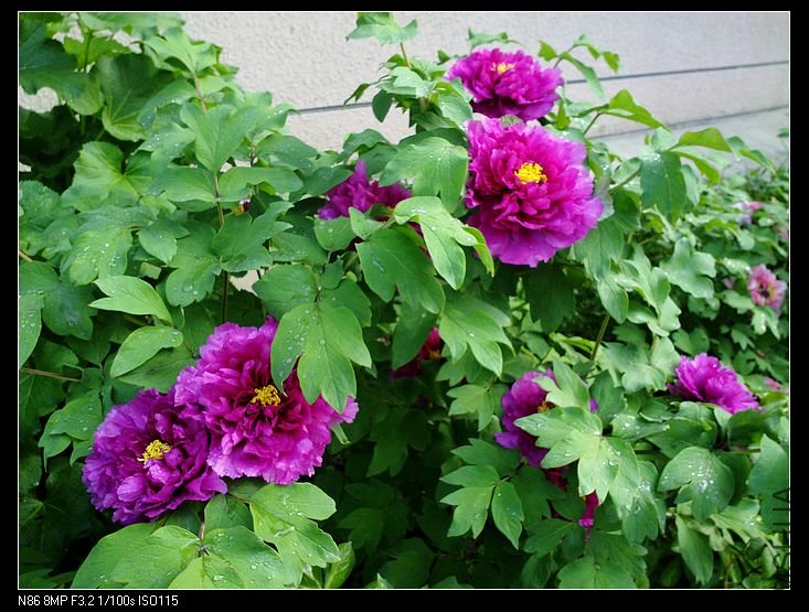 nEO_IMG_A12 043.jpg