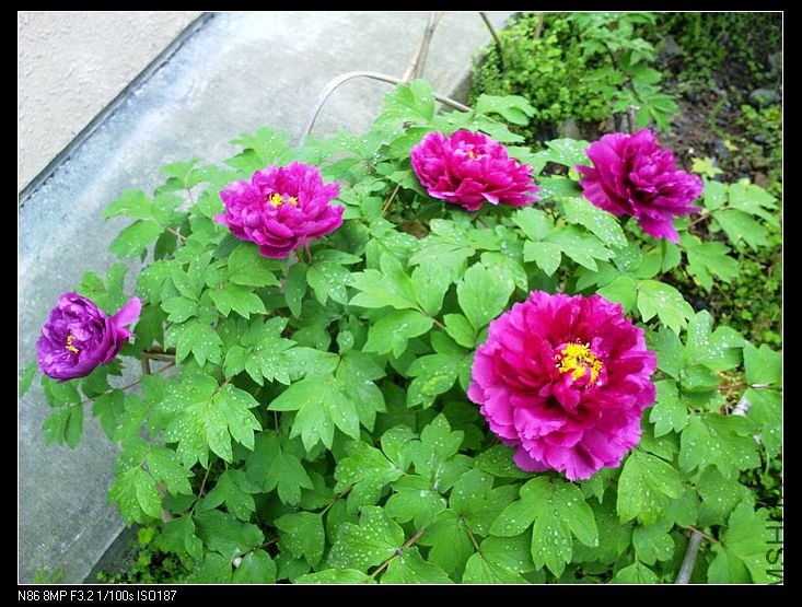 nEO_IMG_A12 049.jpg