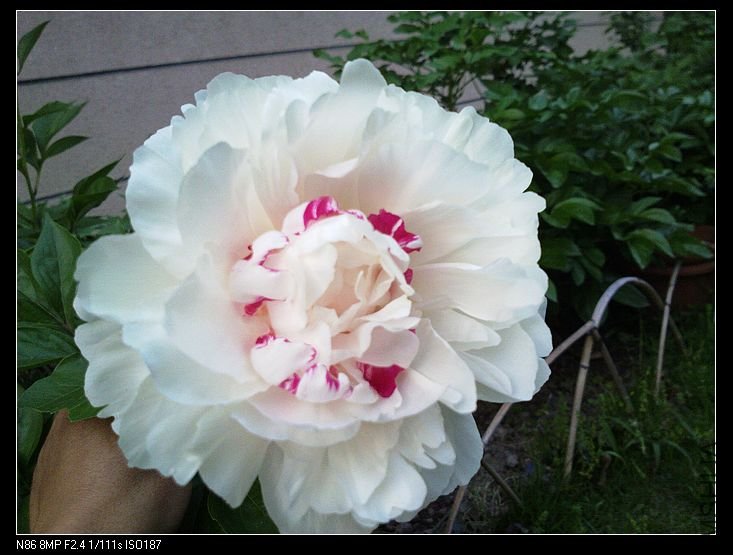 nEO_IMG_A12 065.jpg