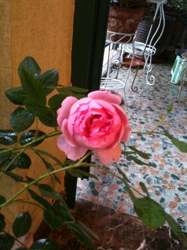 IMG_0857.jpg