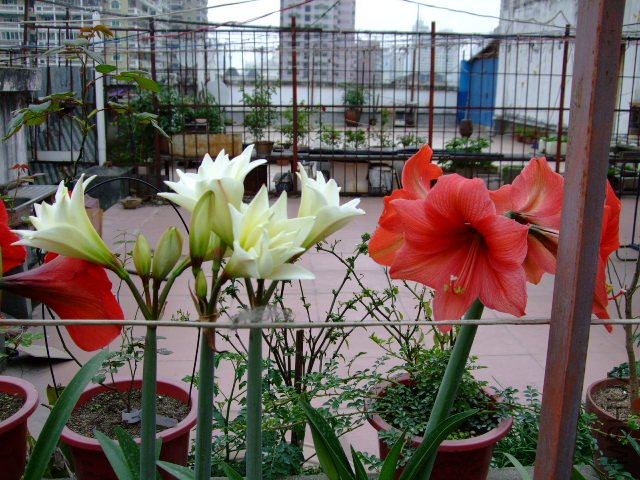 DSCF0096.JPG