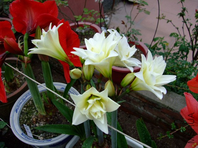 DSCF0102.JPG