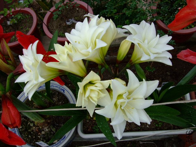 DSCF0126.JPG