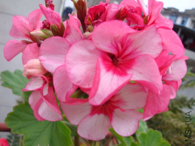 DSC03771.JPG