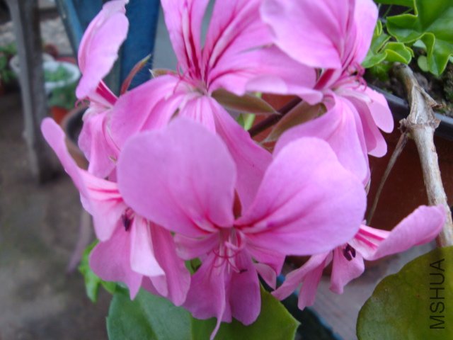 DSC03769.JPG