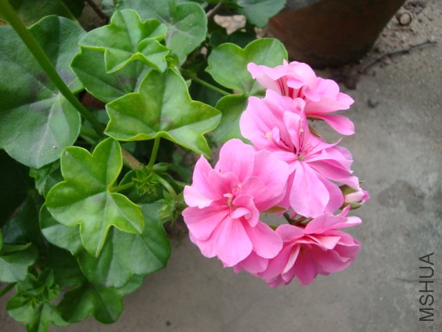 DSC03994.JPG