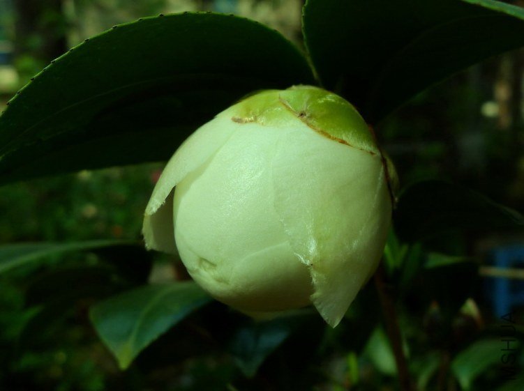 P1390660.jpg